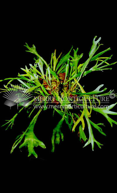 Platycerium alcicorne large